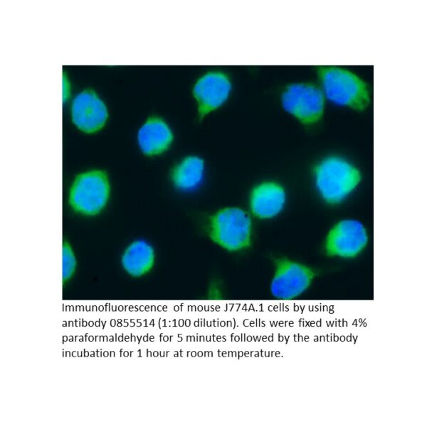 FITC Affinity Purified Goat Anti-Mouse IgG (H&L)