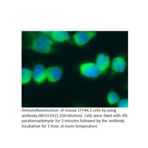 FITC Affinity Purified Goat Anti-Mouse IgM (m specific)
