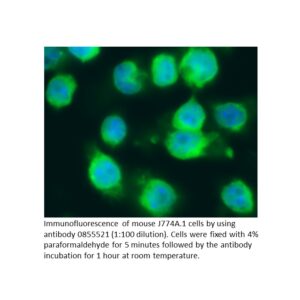 FITC Affinity Purified Goat Anti-Mouse Immunoglobulins