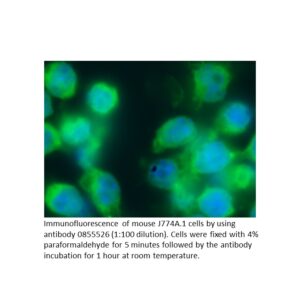 FITC Affinity Purified F(ab')2 Goat Anti-Mouse IgG, IgA, IgM