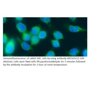 FITC IgG Goat Anti-Rabbit Complement C3
