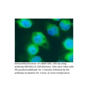 Anti-rabbit IgG (whole molecule) affinity-purified goat anti