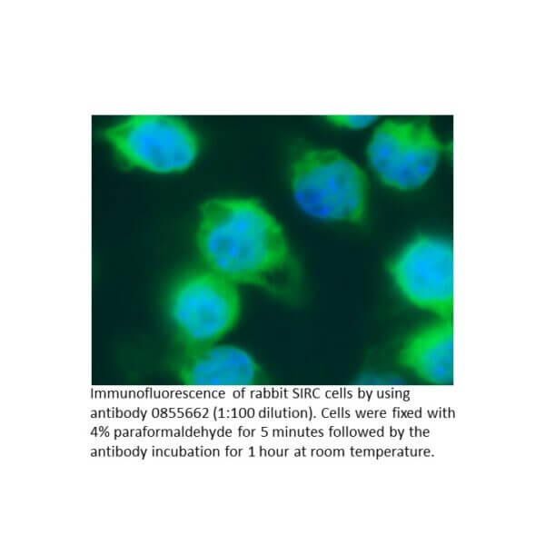 Anti-rabbit IgG (whole molecule) affinity-purified goat anti