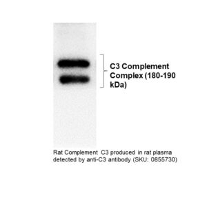 IgG Goat Anti-Rat Complement C3