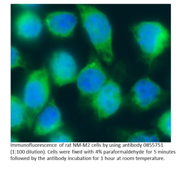 FITC IgG Goat Anti-Rat Complement C3