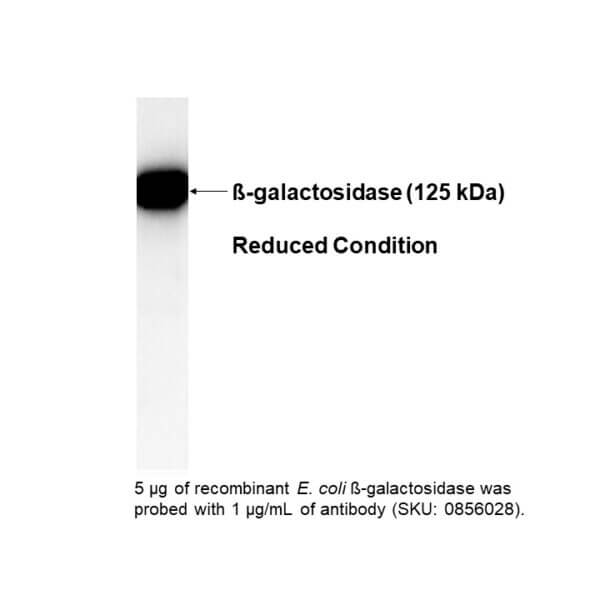 Anti-β-galactosidase goat IgG fraction (no cross to E. coli)