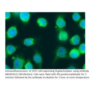 FITC IgG Goat Anti-β-galactosidase (no cross to E. coli)