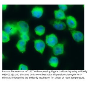 FITC IgG Rabbit Anti-ß-Galactosidase (No Cross to E. Coli)