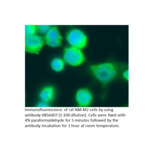 Anti-rat IgG (No Cross Anti-human) affinity-purified goat an