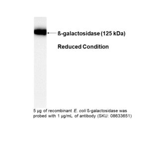 Anti-β-galactosidase, purified mouse monoclonal antibody