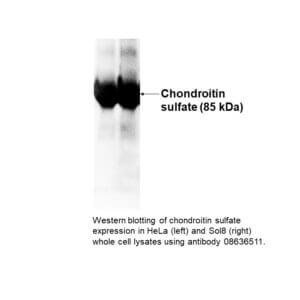 Anti-chondroitin-4-sulfate mouse monoclonal antibody