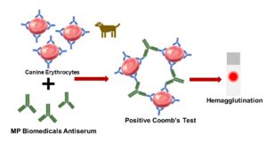 Canine Anti-Globulin Test