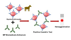 Equine Anti-Globulin Test