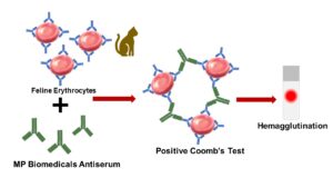 Feline Anti-Globulin Test