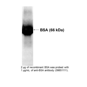 Anti-bovine serum albumin (BSA) rabbit IgG antibody