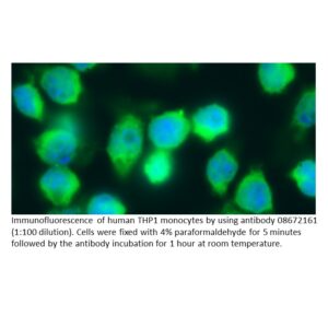 Anti-human IgG (H + L Chain) affinity-purified goat antibody