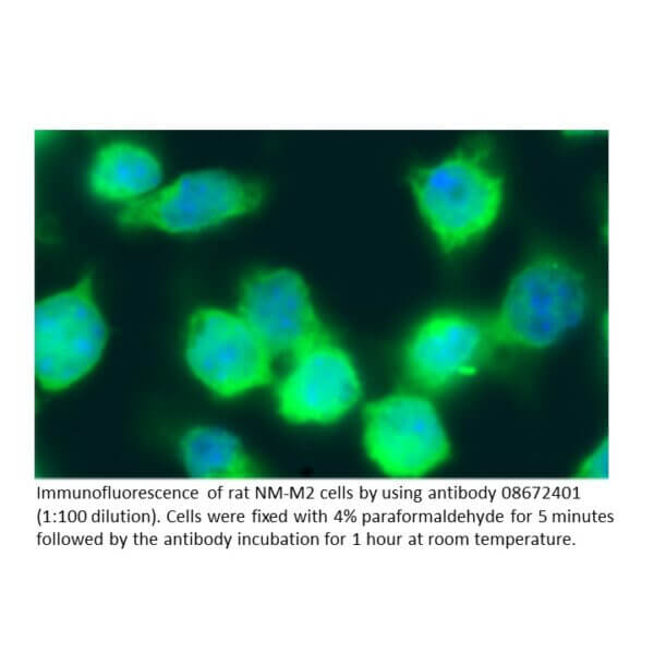 Anti-rat IgG (H + L) affinity-purified goat antibody, FITC C