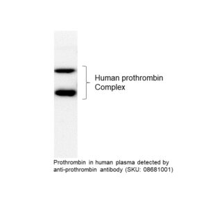Anti-human prothrombin goat antibody