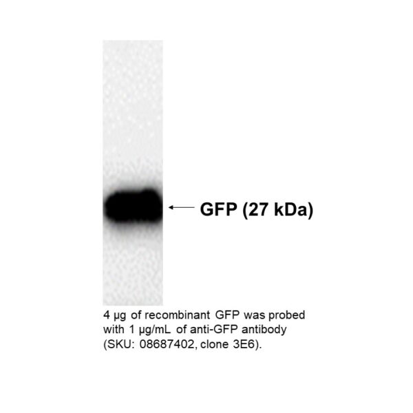 Mouse, Anti-GFP Monoclonal Antibody (with BSA)