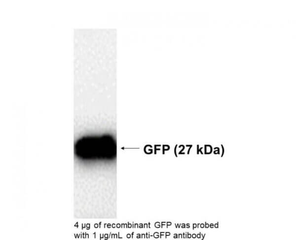 Mouse, Anti-GFP Monoclonal Antibody (with BSA)