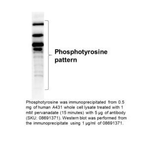 Anti-Phosphotyrosine mouse monoclonal IgG2b antibody (Clone