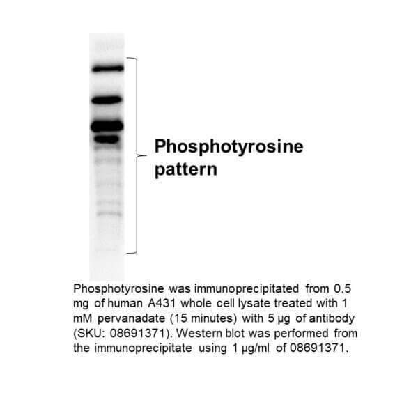 Anti-Phosphotyrosine mouse monoclonal IgG2b antibody (Clone