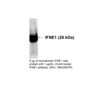Anti-human IFNE1, monoclonal antibody (M01), Clone 3B8