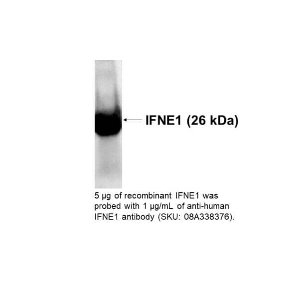 Anti-human IFNE1, monoclonal antibody (M01), Clone 3B8