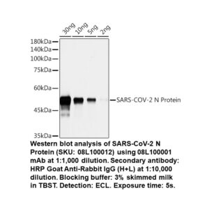 SARS-CoV-2 Nucleoprotein Protein Rabbit Monoclonal Antibody