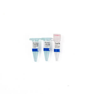 Taq DNA polymerase (5 U/uL)
