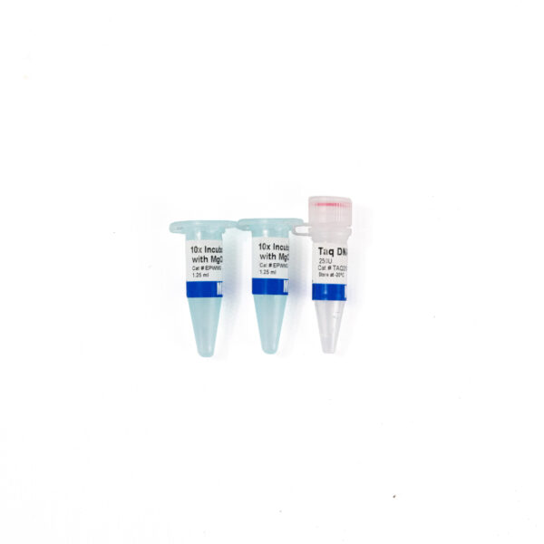 Taq DNA polymerase (5 U/uL)