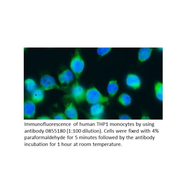 Anti-human IgG goat F(Ab')2 fragment, fluorescein-conjugated