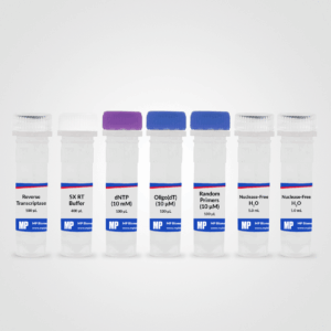 RapidScript cDNA Synthesis Kit