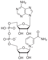 β-Nicotinamide adenine dinucleotide, oxidized form, cell cul