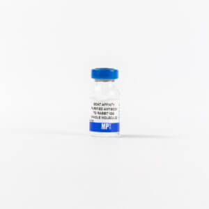 Affinity Purified Goat Anti-Rabbit IgG (H&L)