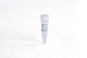 Anti-Müllerian hormone (AMH) Antibody (A10C27), mAb, Mouse