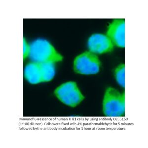 FITC IgG Goat Anti-Human Fibrinogen