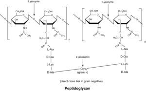 Lysozyme, ≥9000 Sugar U/mg solid, from chicken eggwhite