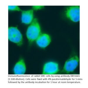 Anti-rabbit IgG (whole molecule), goat f(ab')2 fragment, aff