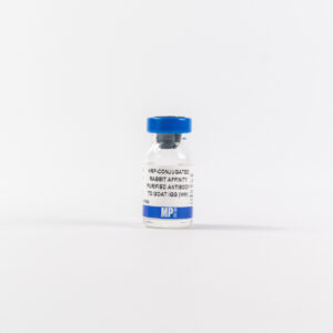 HRP Affinity Purified Rabbit Anti-Goat IgG (H&L)