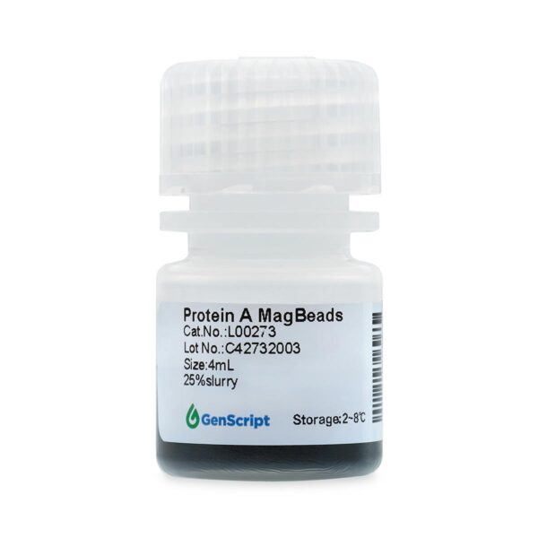 Protein A MagBeads