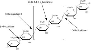Cellulase Y-C (from Trichoderma viride)