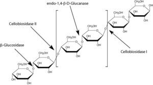Cellulase Y-C (from Trichoderma viride)