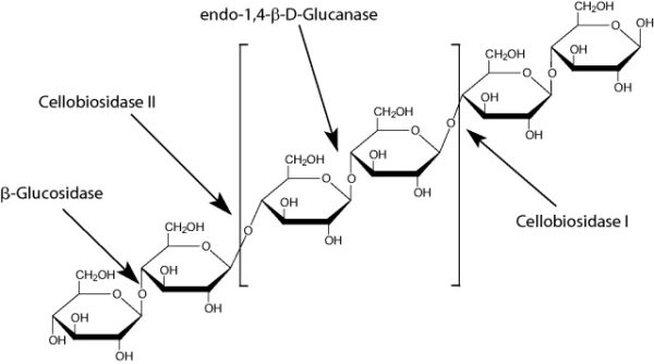 Cellulase Y-C (from Trichoderma viride)