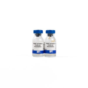 Rabbit Anti-Bovine Transferrin