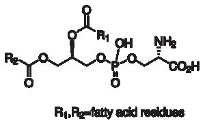 Phosphatidyl-L-serine