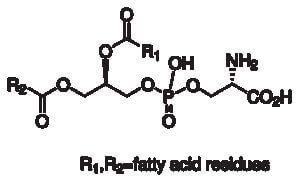 Phosphatidyl-L-serine
