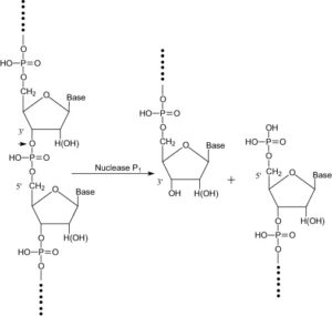 Nuclease P1