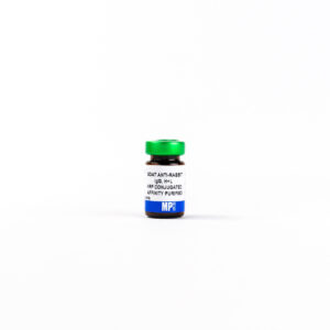 Anti-rabbit IgG (H + L) affinity-purified goat antibody, HRP