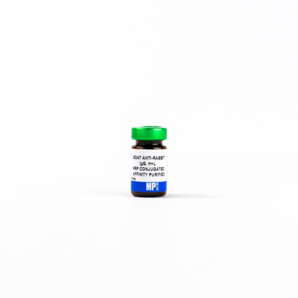 Anti-rabbit IgG (H + L) affinity-purified goat antibody, HRP